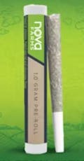 Grape Bubblegum - Preroll 1pk/1g