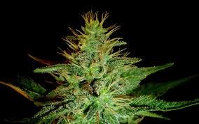 Anthologie - Skunk - 3.5G Bud