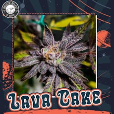 LavaCake-Flower-|Indica-Dominant|HRBD|1g