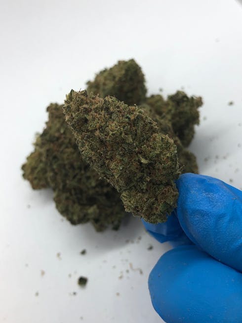7 Leaf - MXG BULK