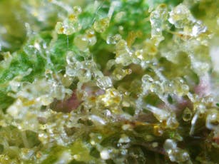 Clovis | Dinger | Sungrown | Living Soil | Bulk