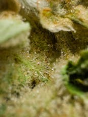 URBNJ - Ground Flower Watermelon Z - 28G