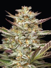 Humboldt Feminized Gazzurple 5 Pack Seeds