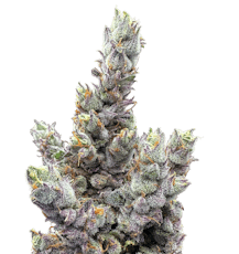 Glue Dream | Deli Style