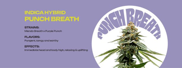 Infinity: Live Concentrate | Punch Breath | Badder | 1g