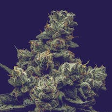 FullTilt Labs | Hell Z (I) Pre Roll | 1g