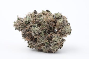 Animal Cookies - Focus North (IH)