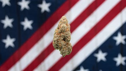 AMERICAN GROWN | SCOTCH AND SODA | HYBRID | DELI-STYLE FLOWER | REC