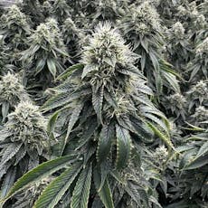 Head Cracker | Pre-Pack | 3.5g