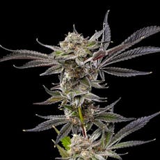 Glacee Blanche 3.5g - Plaid Jacket