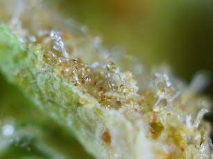 Erva | Rainbow Sherbert #54 | Sungrown | Bulk