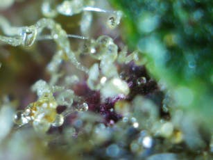 Forest City Cannabis | Zangrinade | Indoor | Coco Coir | Bulk