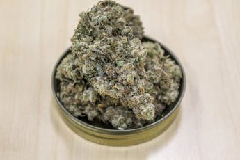 Surfr Seeds - Redneck OG - Seeds - 15 ct