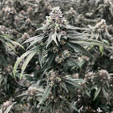 Rythm - Rose Gold Runtz (H) - 28.93% - Flower - 3.5g