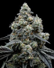 FullTilt Labs | Lucky 13 (H) Flower | 7g