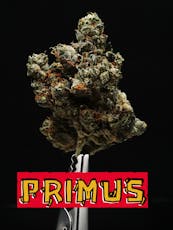 Flower - Primus - Top Shelf