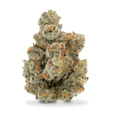 Focus North - Canal St. Runtz