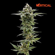 VERTICAL - PINYATTI 0.5G 7PK HYBRID