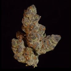 Sex Panther - 3.5g Top Shelf Flower