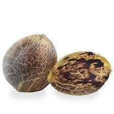 2 Cannabis Seeds (Original Glue)