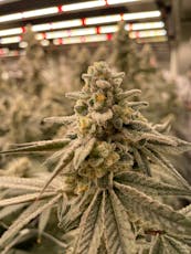 URBNJ - Ground Flower Watermelon Z - 14G