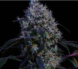 Terp Poison Mixed Buds Flower | 14g