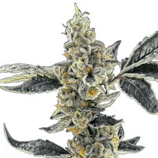 Crotch Rocket | HYBRID | Flower | 3.5G
