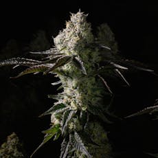 Afternoon Delight #4 | 3.5g Flower | Rythm