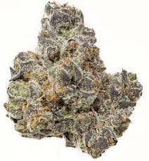 Gold Shelf - Fritter Runtz (H)