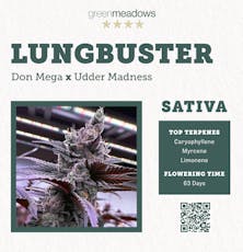 Clones | Lung Buster