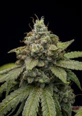 FullTilt Labs | Crippy Dog (H) Flower | 14g