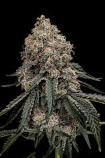 Purple Starfruit | 7g