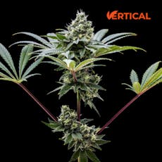 VERTICAL - LEMON FRESH 3.5G SATIVA