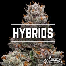 Gas Mintz 14g - Harmony Farms