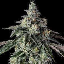 WCOTR Bud- Blueberry Pie H