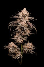 Flower | Top Colas | Greasy Gary