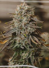 M1 Road Lizard | 3.5g