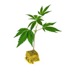 Clone | Vietnamese Bluebeer