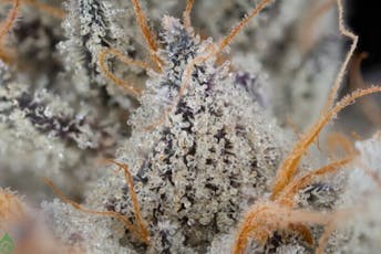 Green Dot - Pre-Packed - Sour Power OG (H) 3.5g