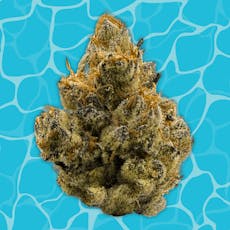 BUOYANT BOB - PREPACK - 14G - WOUNDED WARRIOR BREATH - INDICA