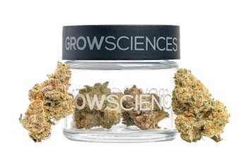 JELLY by GROW SCIENCES