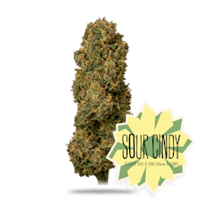 Sour Cindy Premium Flower