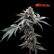 VERTICAL - GELATO 33 14G HYBRID