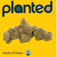 Harbor Farmz | Roots of Peace | Indica | Med