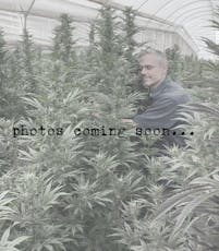 FreeWorld Genetics - Frozen Apple Custard Seeds (3-pk) (H)