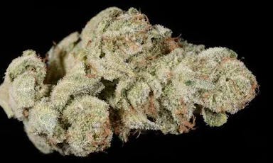 Gold Shelf - Original Glue (H)