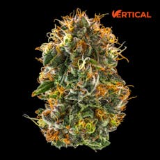VERTICAL - PURPLE STARFRUIT 14G I/S