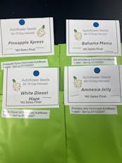 1 Amnesia Jelly Autoflower Seed