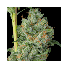 Khalifa Kush: Flower (14g) - Khalifa Kush