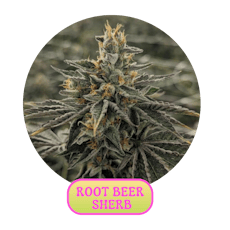 Root Beer Sherb Flower